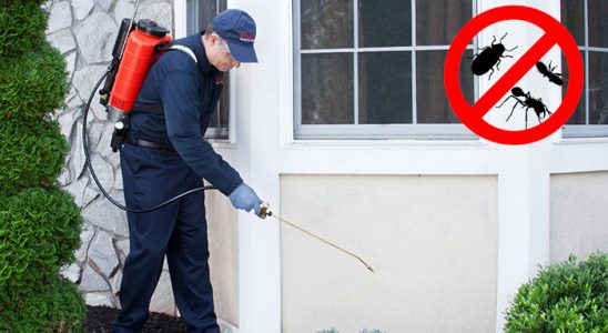 Şaphane Kene İlaçlama böcek ilaçlama ve haşere kontrolü — ilaclama-tr.com